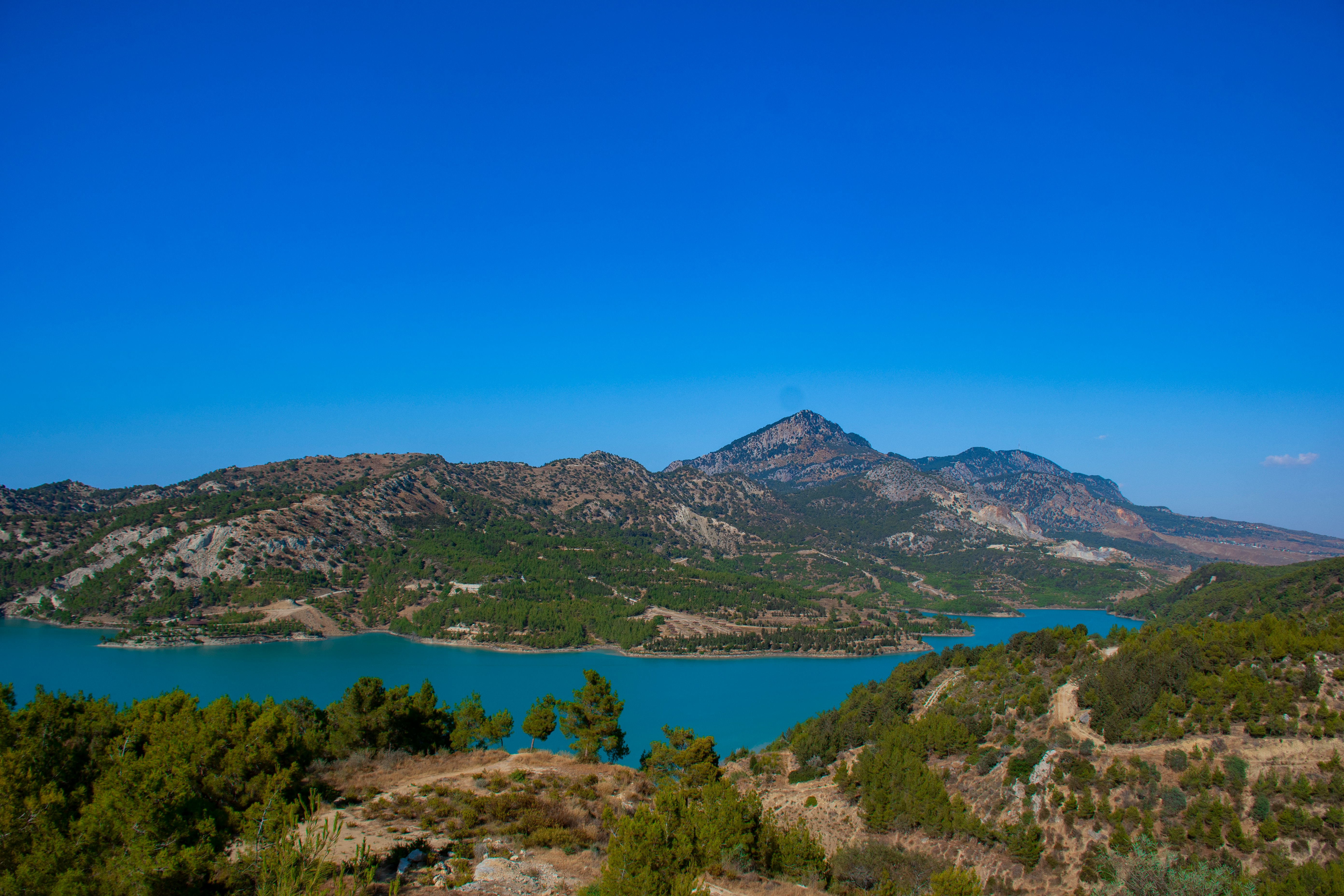 green trees on mountain near body of water during daytime